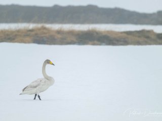 Cygne chanteur, Varanger, Norv&egrave;ge.