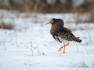 Chevalier combattant, Varanger, Norv&egrave;ge.