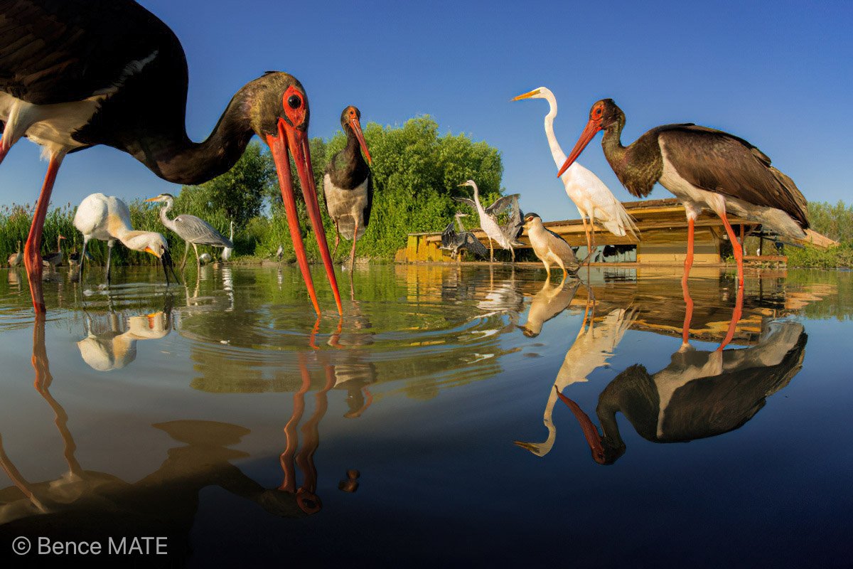 Cigognes noires, Hongrie