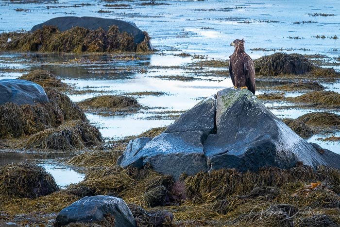 Pygargue, Lofoten. Nikon D850, 400 mm.