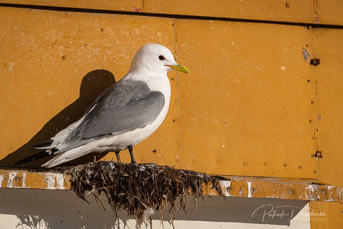 Mouette tridactyle, Lofoten. Nikon D5