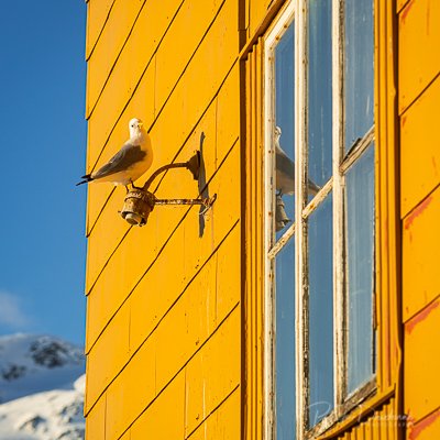 Mouette tridactyle, Lofoten