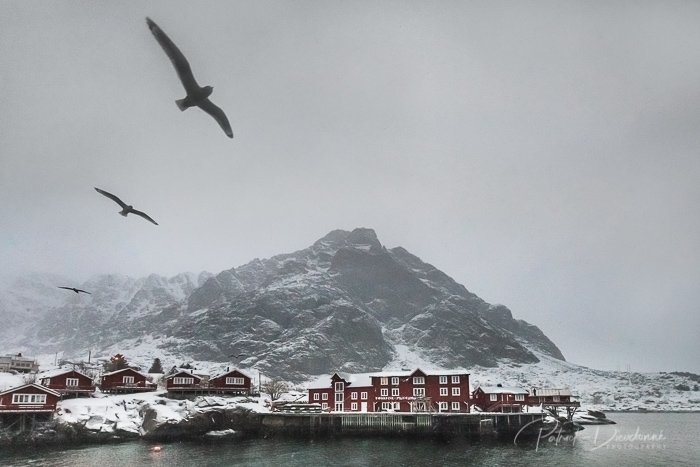 Lofoten, village de pêche, mouettes tridactyles