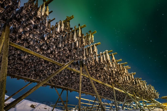 Séchoir à poissons, et aurore boréale, Lofoten.