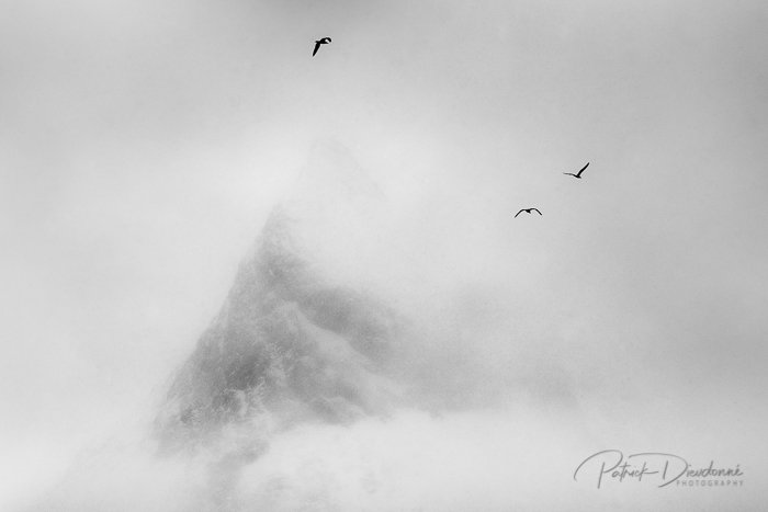 Oiseaux dans la brume, Lofoten