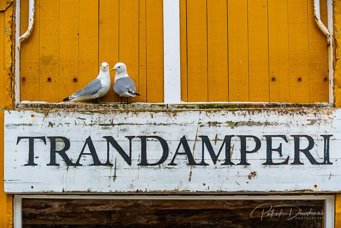 Mouettes tridactyles, Lofoten