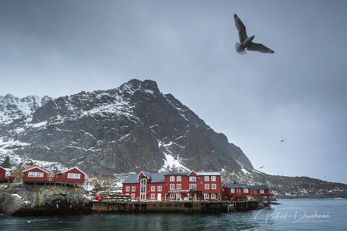 Mouette tridactyle et rorbu, Lofoten